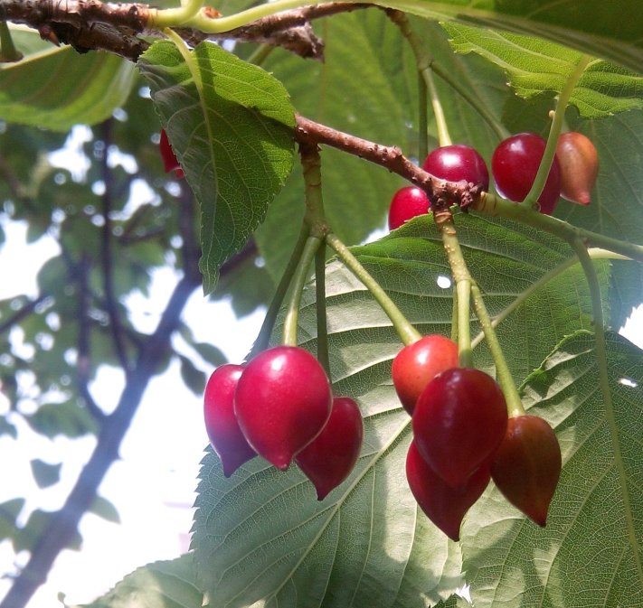 山樱花(学名 prunus campanulata maxim) 的果实