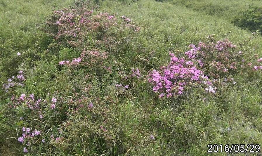 合歡東峰的￼紅毛杜鵑、Rhododendron rubropilosum